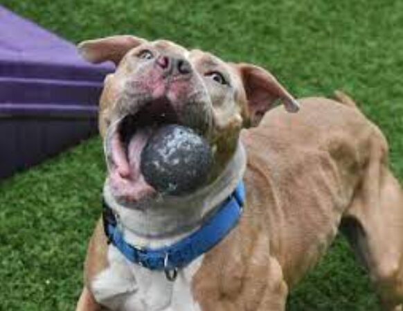 Dog sprinting with owner